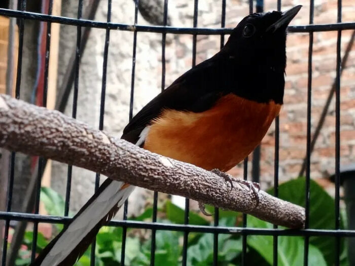 Ternak Murai – Sahabatnesia